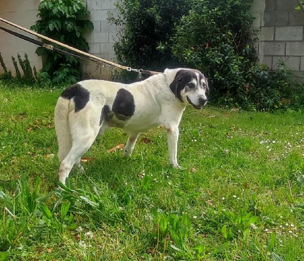 VALERIO TENERA ADOZIONE DEL CUORE Foto 6